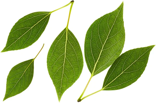 Zelené listy v sadě — Stock fotografie