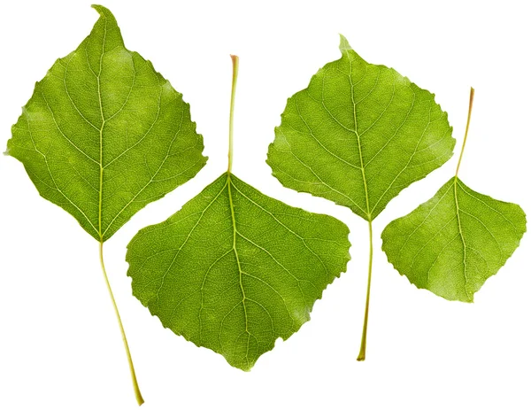 Poplar leaves — Stock Photo, Image