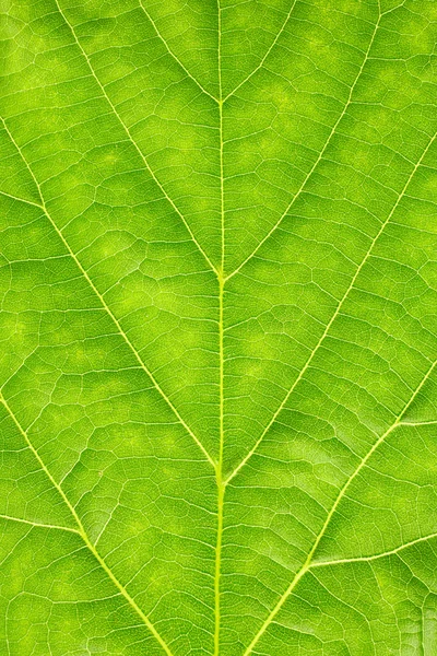 Groen blad — Stockfoto