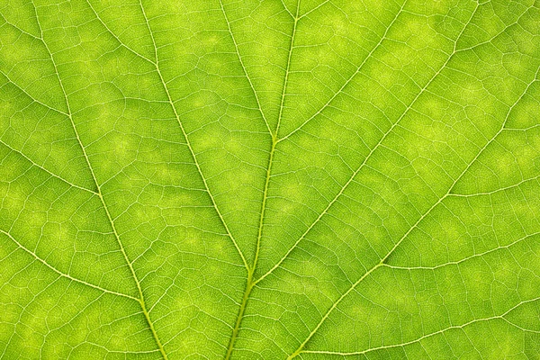 Textura de la hoja verde — Foto de Stock