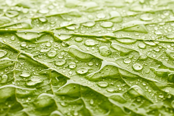 Textura de la hoja — Foto de Stock