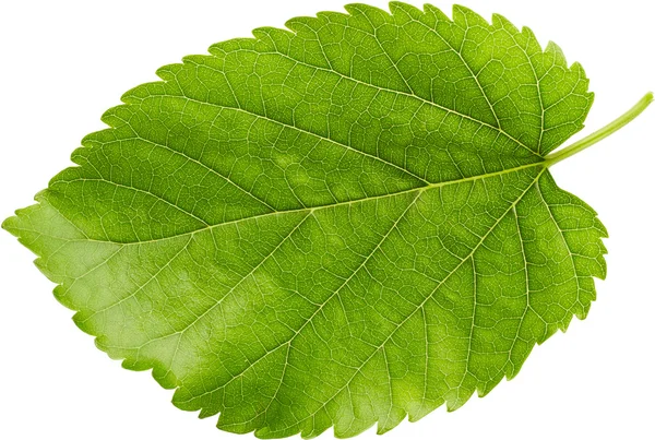 Leaf — Stock Photo, Image