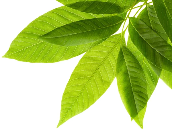 Leaves of walnut tree — Stock Photo, Image