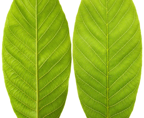 Green leaves — Stock Photo, Image