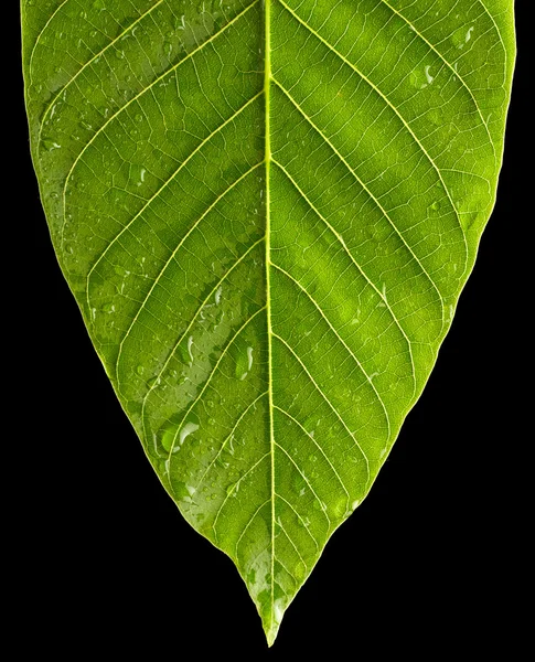 Grünes Blatt mit Wassertropfen — Stockfoto