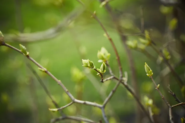 꽃 봉 오리와 나뭇가지 — 스톡 사진