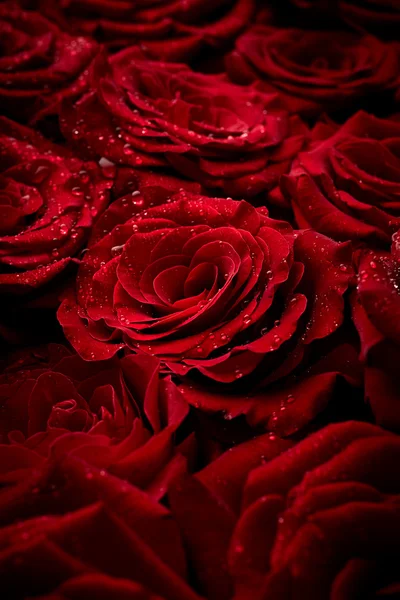 Natural red roses background — Stock Photo, Image