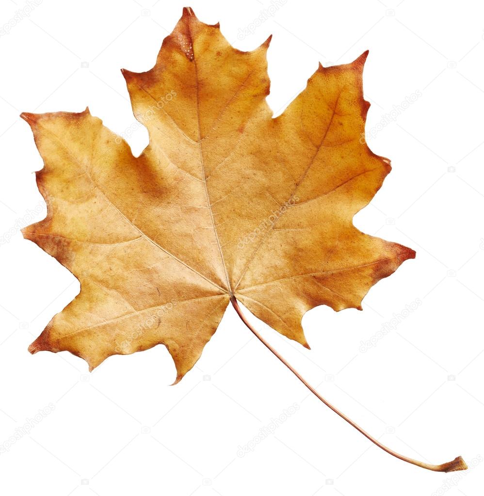 Maple autumn leaf