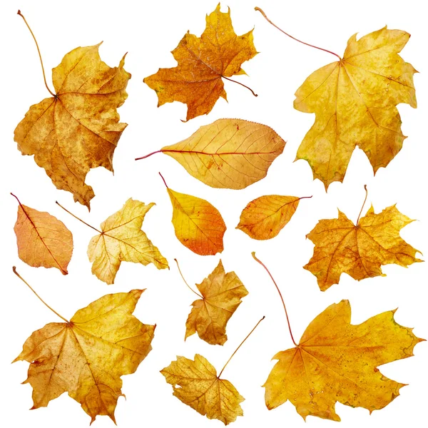 Folhas de outono. Conjunto — Fotografia de Stock