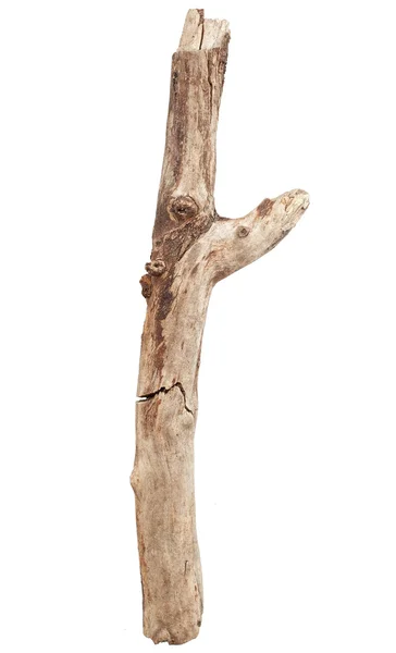 Tree branch isolated on white background — Stock Photo, Image