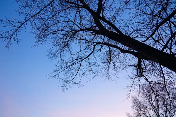 Achtergrond van de natuur. Zonnen — Stockfoto