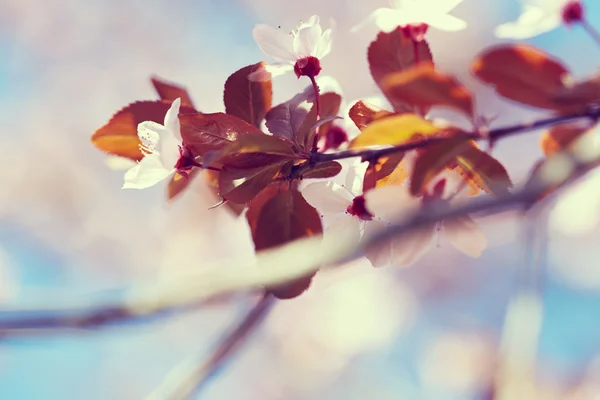 Lindas flores de primavera — Fotografia de Stock