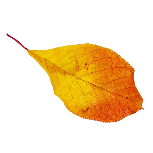 Autumn leaf isolated on white background — Stock Photo, Image