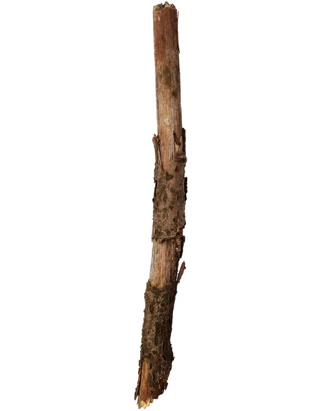 Ramo de árvore isolado no fundo branco — Fotografia de Stock