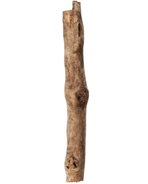 Tree stick. One — Stock Photo, Image