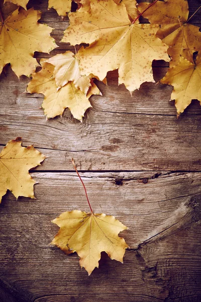 Maple autumn leaves — Stock Photo, Image