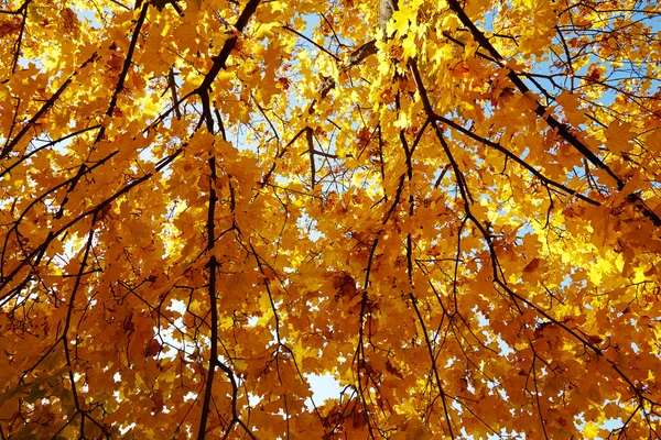 Beautiful autumn tree — Stock Photo, Image