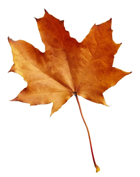 カエデの葉の秋 — ストック写真