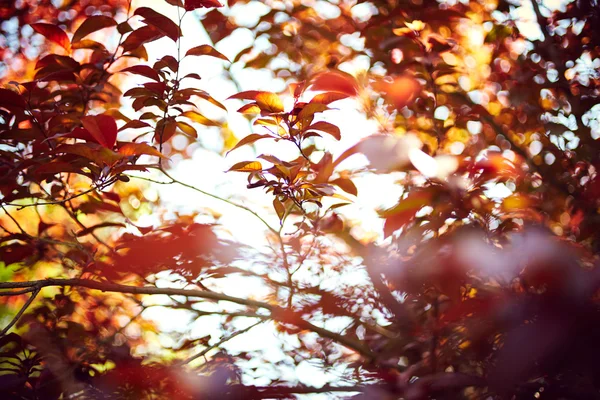 紅葉。自然の背景 — ストック写真
