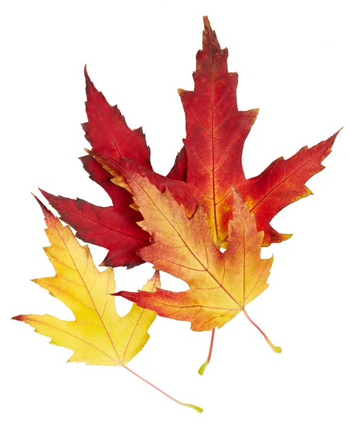 Maple autumn leaves — Stock Photo, Image