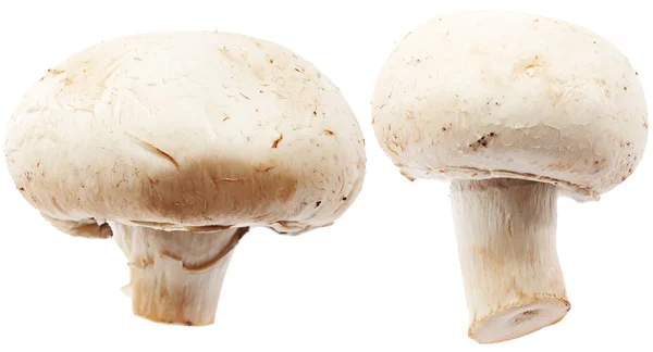 Μανιτάρια champignon απομονωμένα σε λευκό φόντο — Φωτογραφία Αρχείου