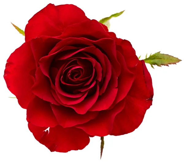 Beautiful red rose — Stock Photo, Image