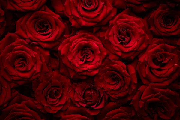 Hermosas rosas fondo — Foto de Stock