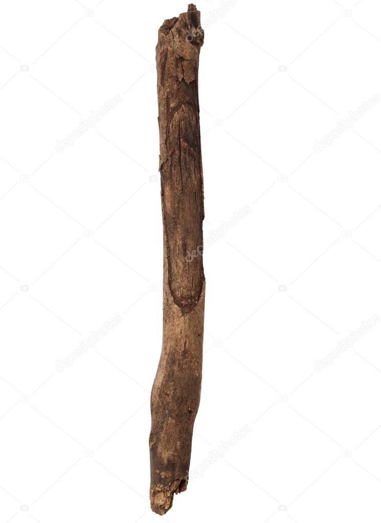 Tree branch isolated on white background