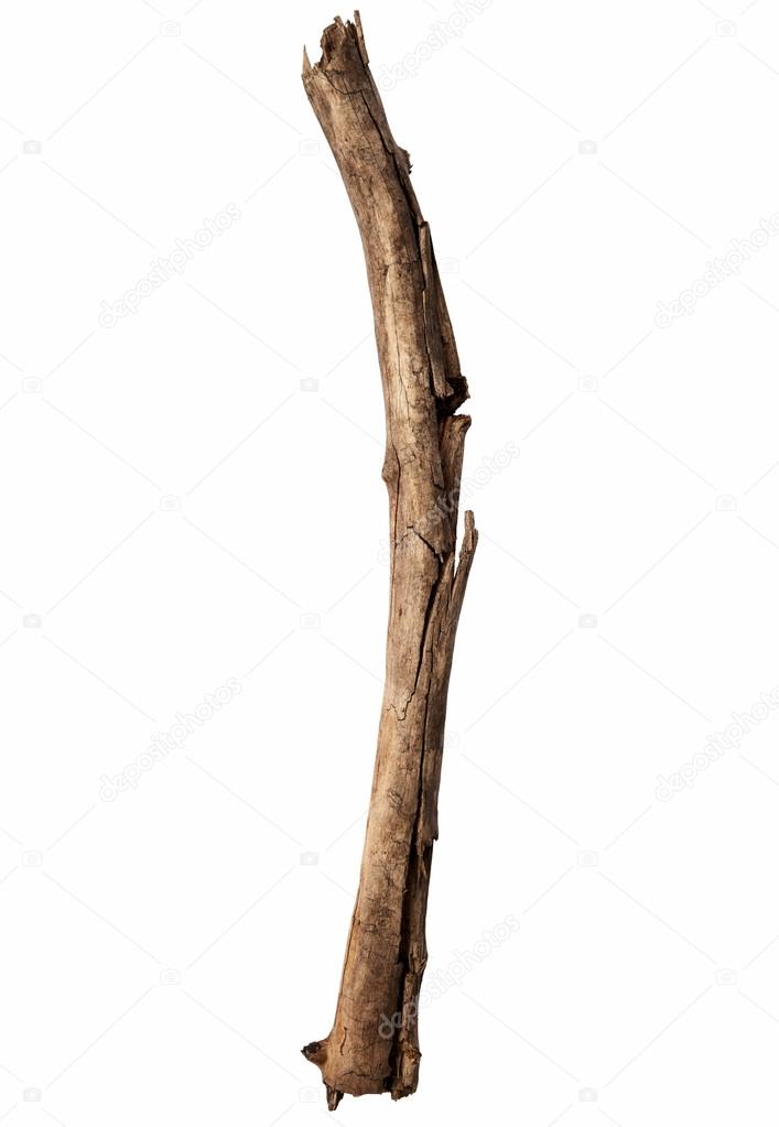 Broken tree stick