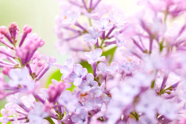 Lilac flowers close up — Stock Photo, Image