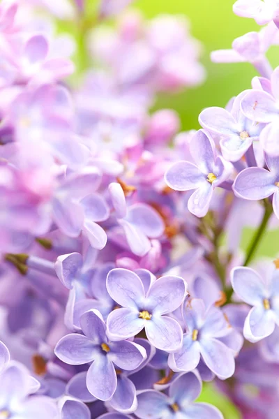 Schöne fliederfarbene Blüten — Stockfoto