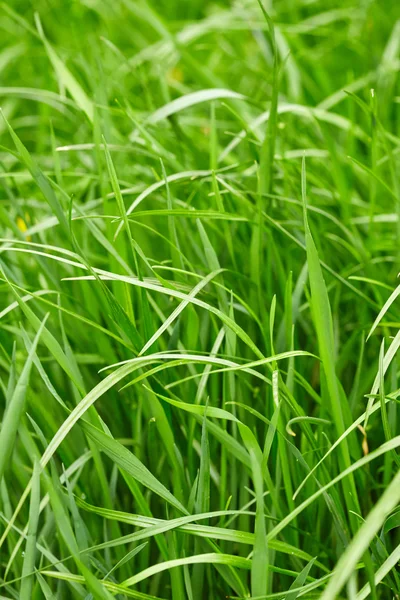 Hierba verde. Naturaleza —  Fotos de Stock