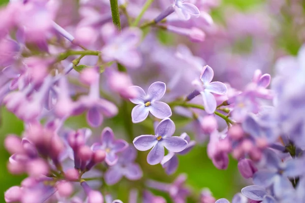 Schöne fliederfarbene Blüten — Stockfoto