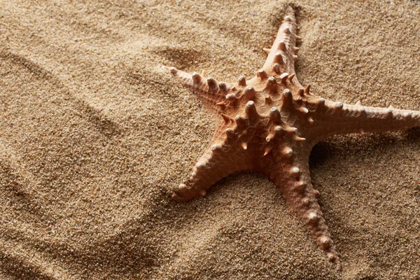 Zeester op zand achtergrond — Stockfoto