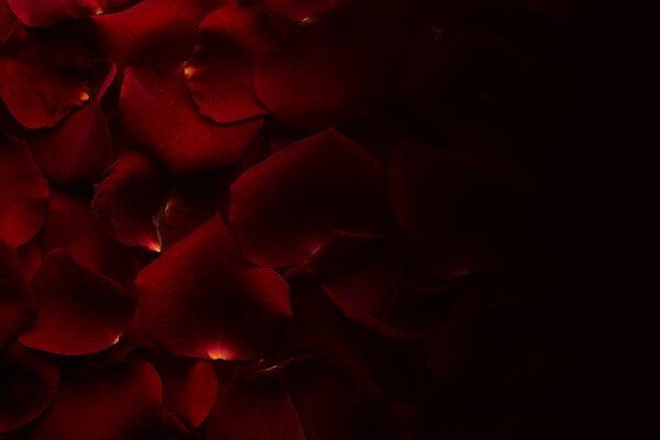 Rose of petals background