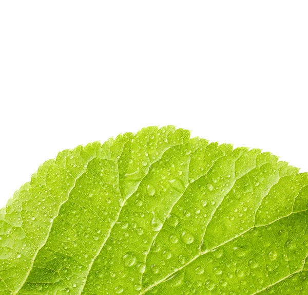 Grünes Blatt mit Wassertropfen — Stockfoto