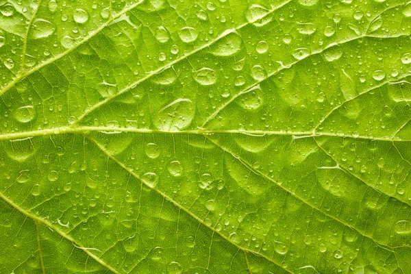 水の滴と葉 — ストック写真