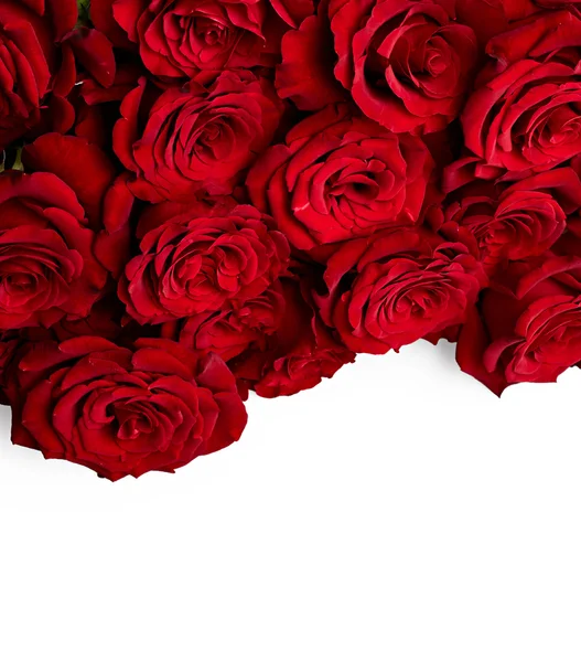 Belles roses rouges — Photo
