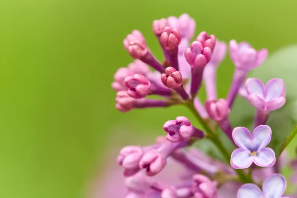 Beautiful Lilac flowers — Stock Photo, Image