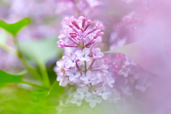 Beautiful Lilac flowers — Stock Photo, Image