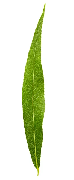 Willow leaf  on white background — Stock Photo, Image