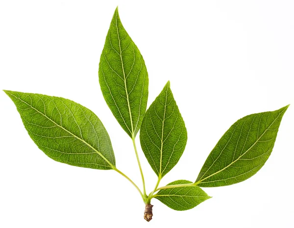 Green leaves on white background — Stock Photo, Image