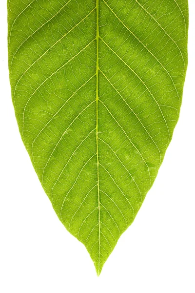 Green leaf with drops of water — Stock Photo, Image