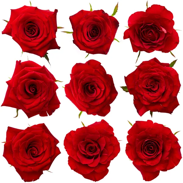 Κόκκινα τριαντάφυλλα. Σύνολο — Φωτογραφία Αρχείου