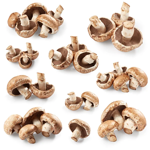 Set paddenstoelen — Stockfoto