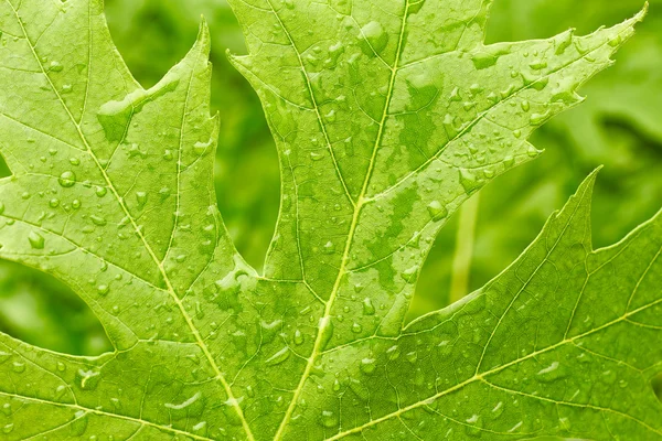 Grünes Blatt mit Wassertropfen — Stockfoto