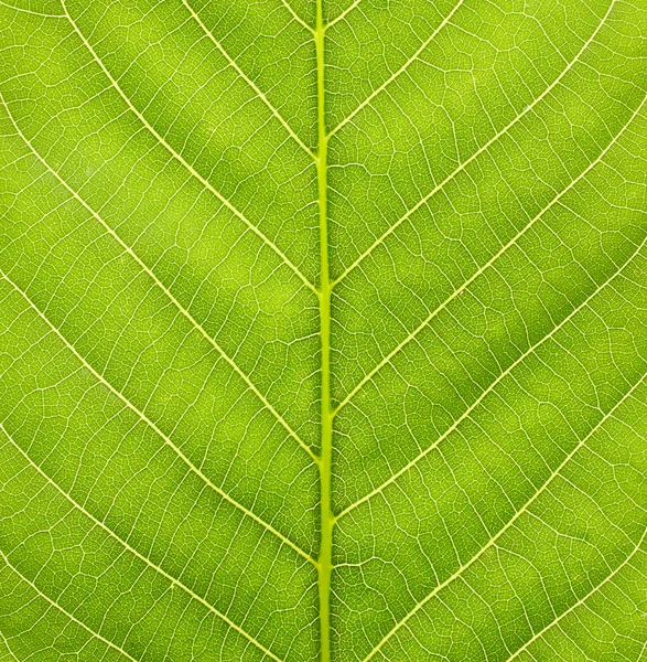 Struktur av gröna blad — Stockfoto