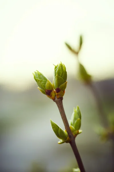 Primeros brotes de primavera — Foto de Stock