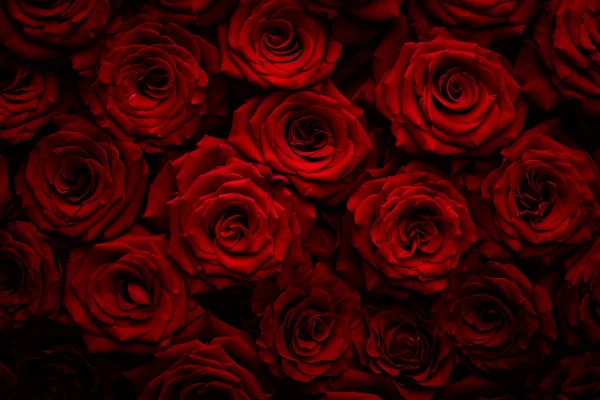 Красные розы закрываются — стоковое фото