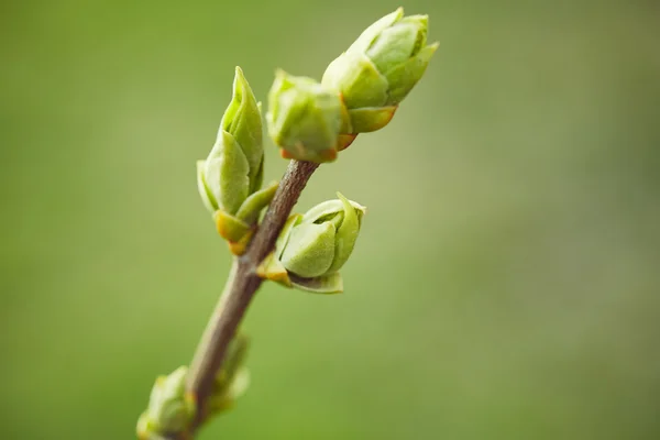 Brotes verdes. Primavera — Foto de Stock